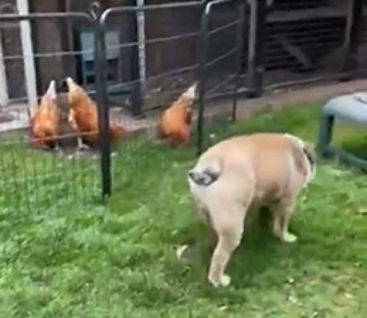 Playful Bulldog And His Chicken Friends