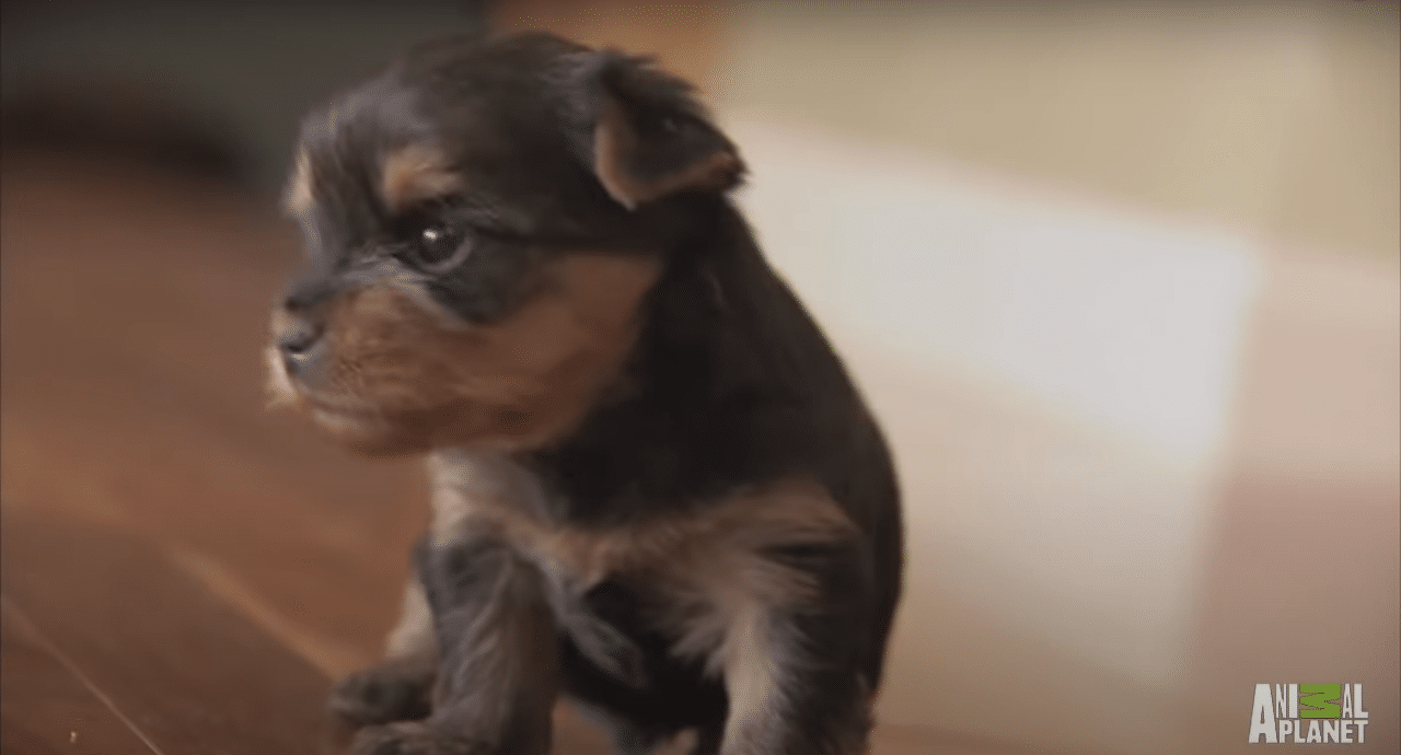 Three-Week-Old Terriers Chase The Intruders Away