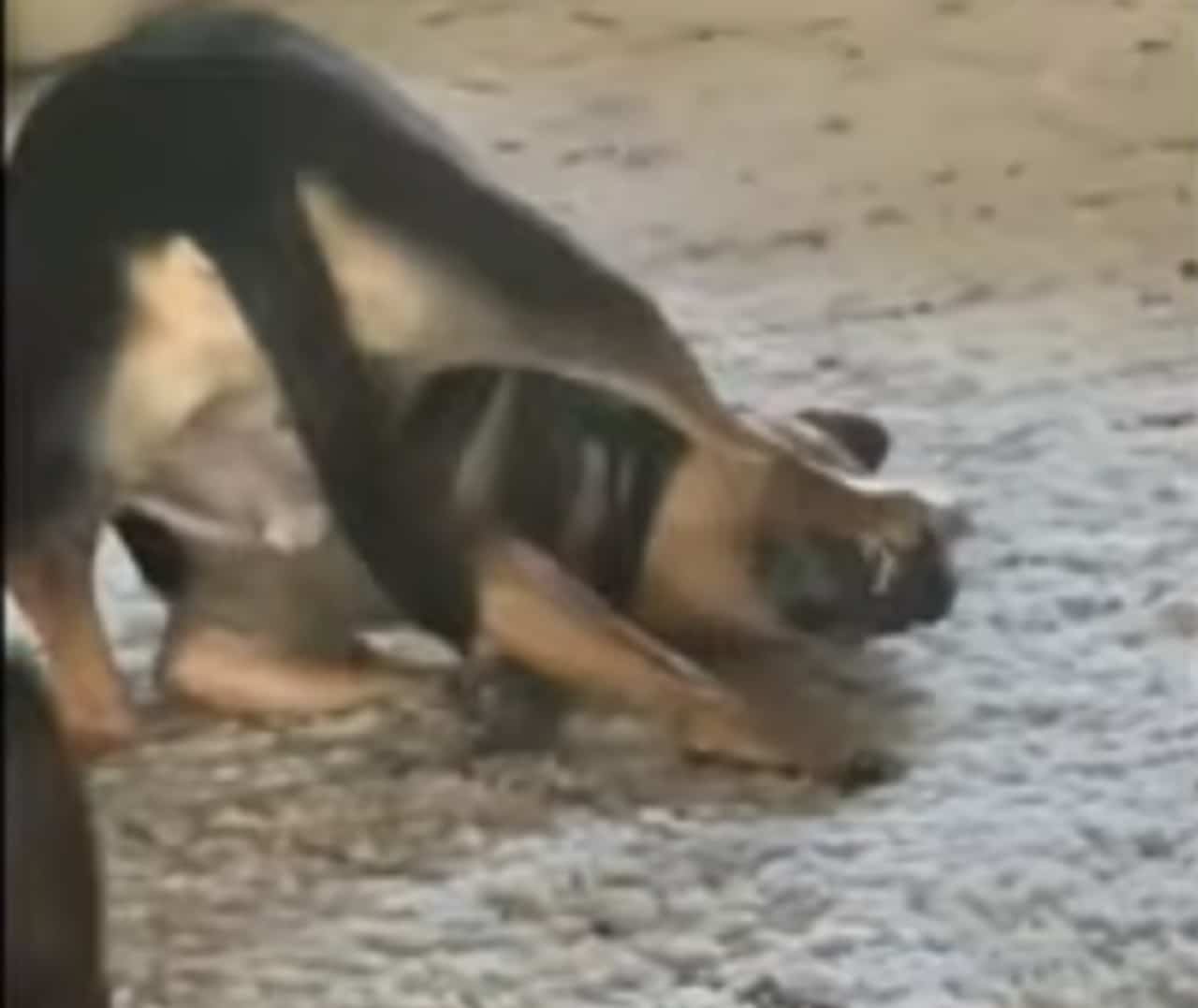 Pup Loves To Play With Its Paws