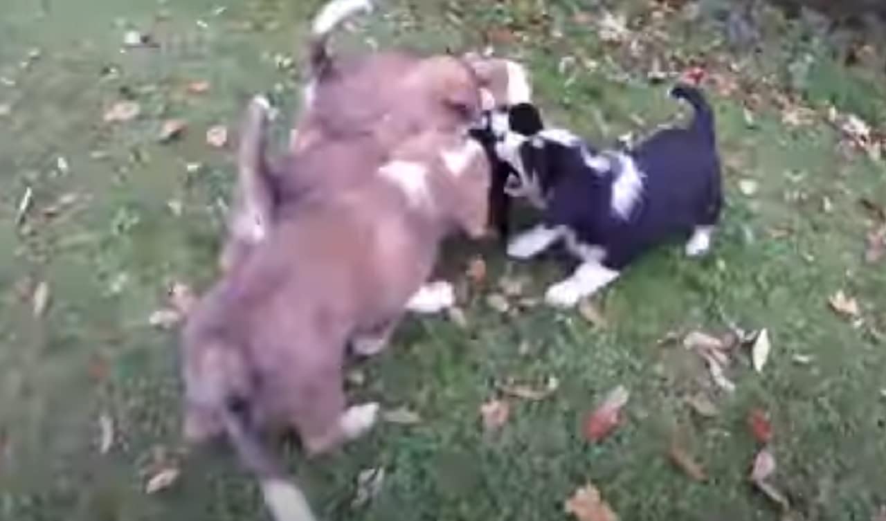 Puppies Play A Game