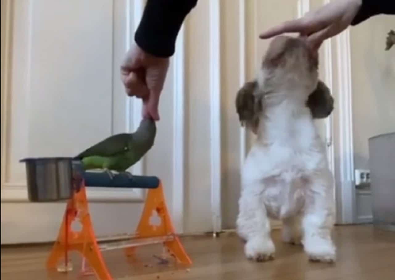 Pooch Performs Tricks With Parrot