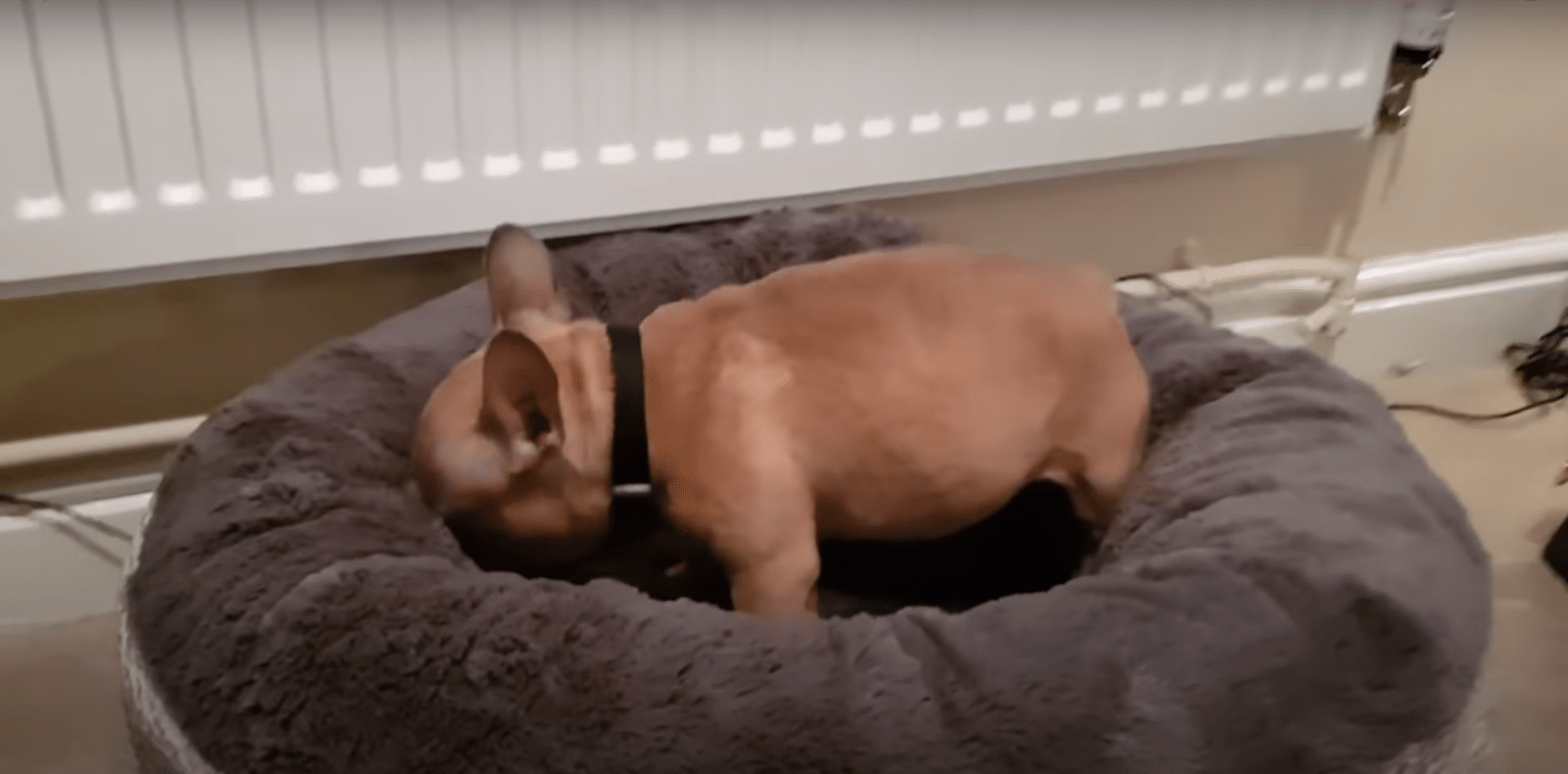 French Bulldog Gets His New Bed
