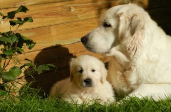 Golden Pup Helps Blind Golden Retriever