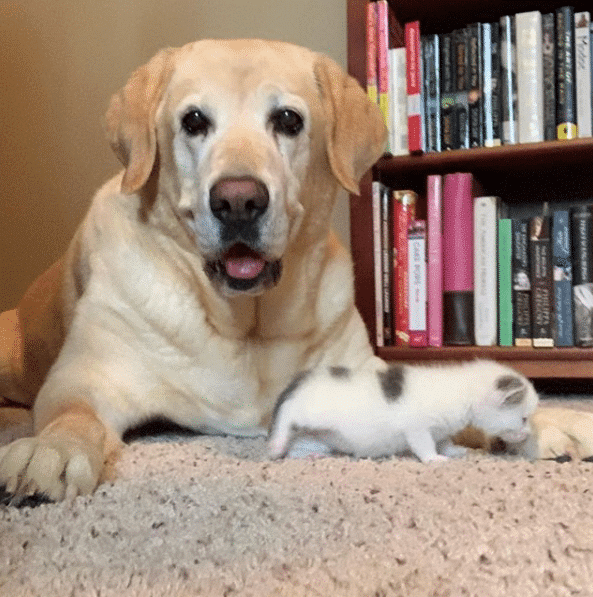 Labrador and Blind Kitten Are Best Friends