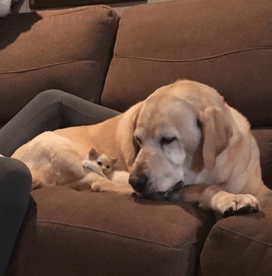 Labrador and Blind Kitten Are Best Friends