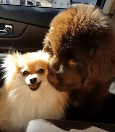 Newfoundland Puppy loves His Pomeranian Sister