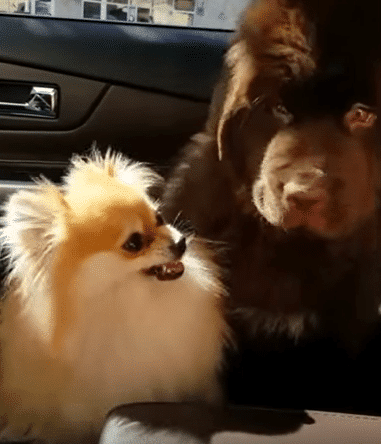 Newfoundland Puppy loves His Pomeranian Sister