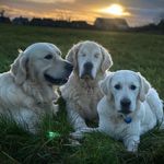 Golden Pup Helps Blind Golden Retriever