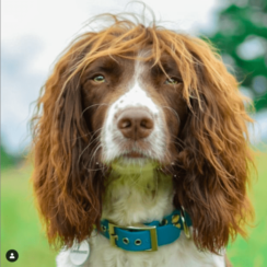 This Dog Has Hair Like A Rock Star.