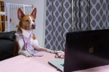 Cats And Dogs Joining Virtual Meetings