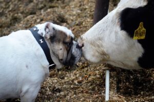 Dog And Cow Best Friend's